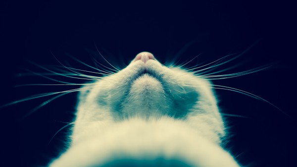 Cute White Cat Whiskers Wallpaper
