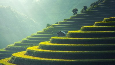 Asia House Rice Fields Landscape HD Wallpaper