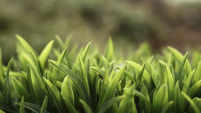 Nature Spring Sunshine Grass HD Wallpaper