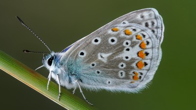 Blue Butterfly Insect Macro HD Wallpaper