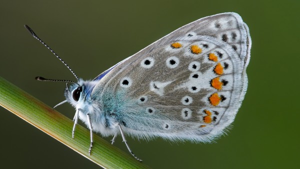 Blue Butterfly Insect Macro Wallpaper