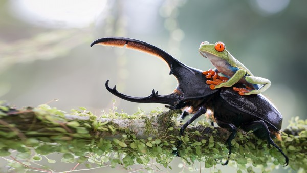 Stag Beetle Green Frog Wallpaper