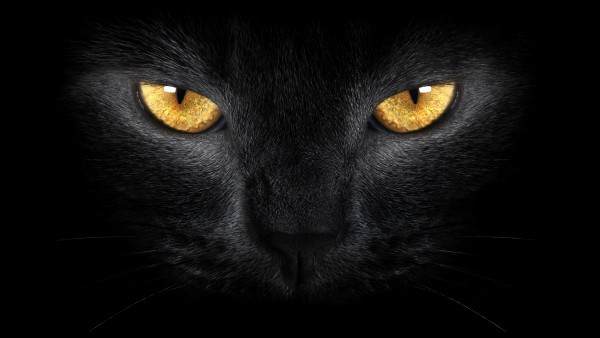 Black Cat Yellow Eyes Wallpaper