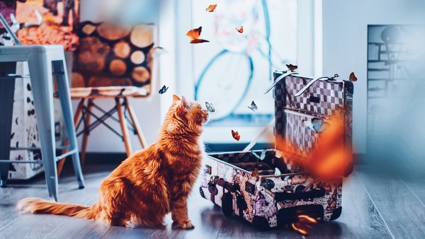 Cat Adventure Suitcase Butterfly Wallpaper