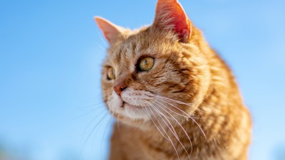 Cat Roux Clear Sky HD Wallpaper