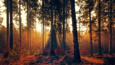 Autumn Forest Sunlight Fog HD Wallpaper