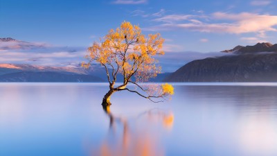 Lake Wanaka Tree Water Reflection