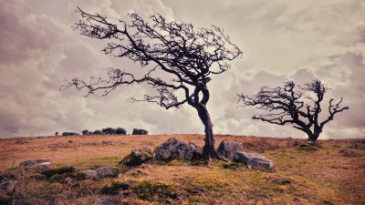 Old Trees Rocks Wind Nature