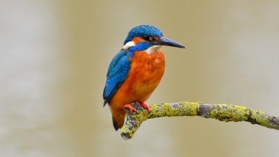 Blue Orange Kingfisher Bird