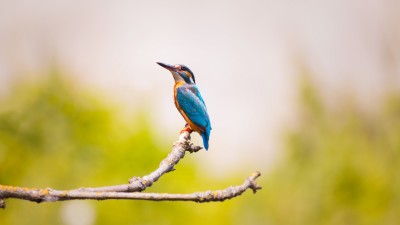 Kingfisher Branches Blue Feathers