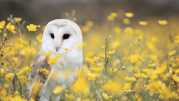 White Owl Yellow Flower Field Wallpaper