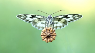 Butterfly Pod Fine Macro HD Wallpaper