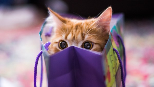 Cute Cat Gift Package Wallpaper