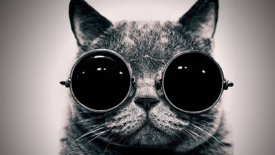 Cute Cat With Sunglasses