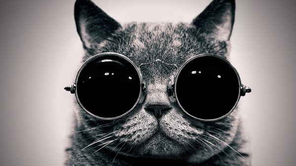 Cute Cat With Sunglasses Wallpaper