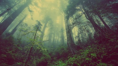 Nature Green Forest Trees Mist Plants