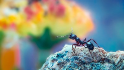 Ant Macro Floral Backdrop Bokeh