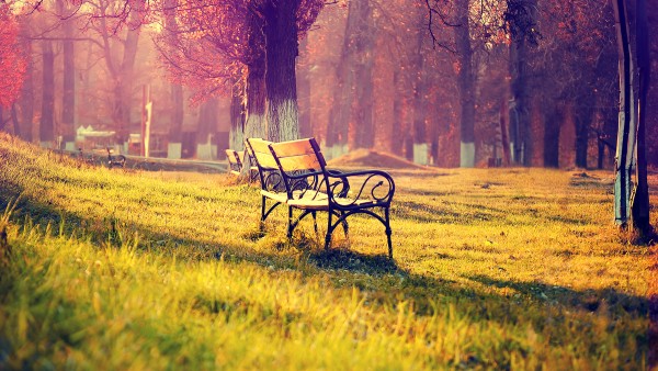 Autumn Park Bench Sunlight Wallpaper