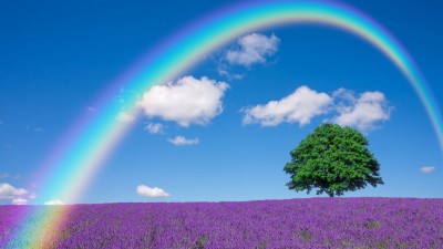 Lavender Flower Field Rainbow HD Wallpaper