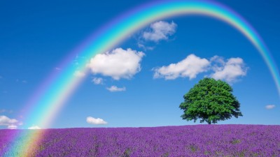 Lavender Flower Field Rainbow