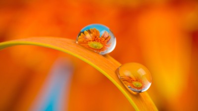 Orange Daisy Plant Macro Water HD Wallpaper