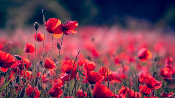 Poppy Field Flowers Bloom Wallpaper