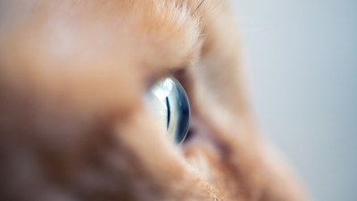 Cat Eye Pupil Macro Blue