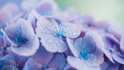 Pale Blue Hydrangea Flowers Macro