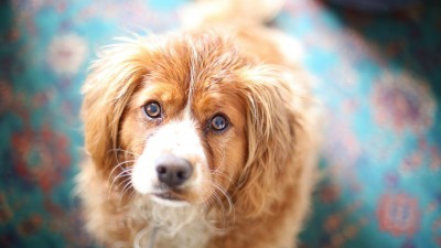 Cute Brown Dog Portrait
