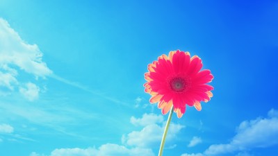 Pink Gerbera Blue Sky