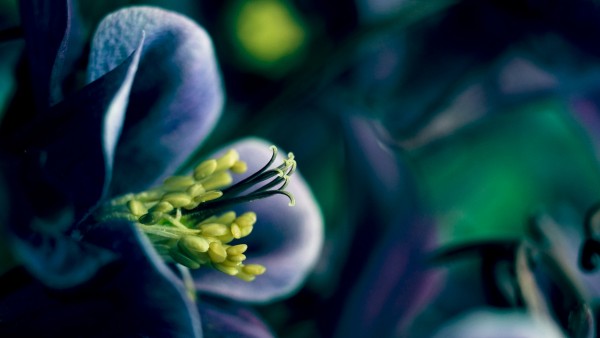 Spring Time Blue Flower Wallpaper