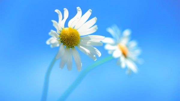Window 8 Daisy Flowers Wallpaper