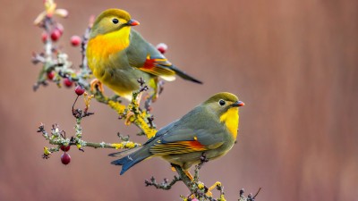 Colorful Japanese Nightingale Birds