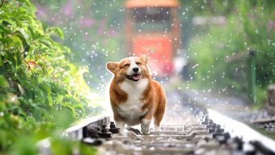 Corgi Happy Dog Rain