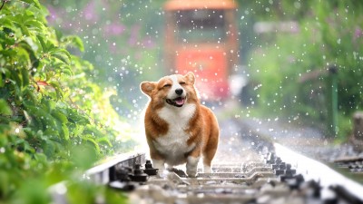 Corgi Happy Dog Rain HD Wallpaper