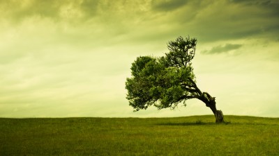 Lonely Tree Green Grass Field HD Wallpaper