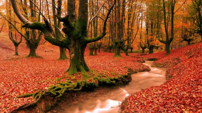 Red Forest Nature Tree Autumn