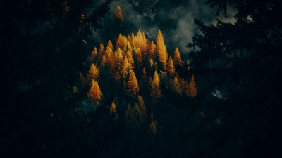 Forest Landscape Golden Larches HD Wallpaper