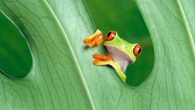 Red Eyed Green Tree Frog HD Wallpaper