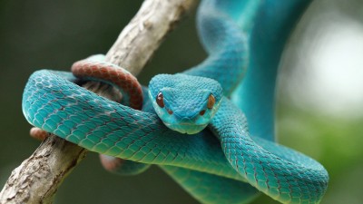 Blue Viper Snake On Branch