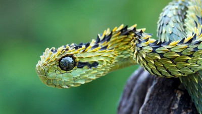 Bush Viper Snake Macro HD Wallpaper