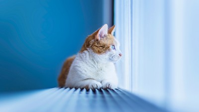 Cat Blue Window Attention HD Wallpaper