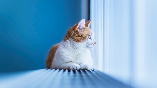 Cat Blue Window Attention Wallpaper