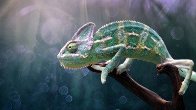 Chameleon Reptile Wildlife Macro