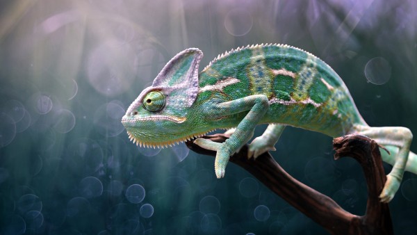 Chameleon Reptile Wildlife Macro Wallpaper