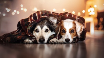 Dogs Brown Black White Bokeh HD Wallpaper