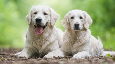 English White Cream Golden Retrievers HD Wallpaper