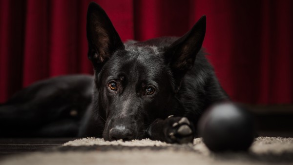 German Shepherd Black Ball Wallpaper