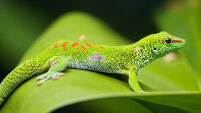 Green Gecko Leaf Macro