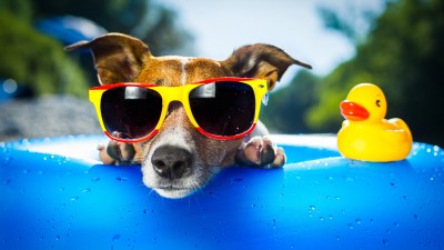 Jack Russell Terrier Dog Sunglass HD Wallpaper